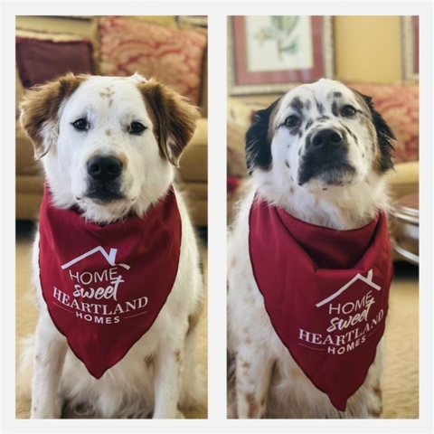 Two dogs wearing red 'Home Sweet Heartland Homes' bandanas sitting indoors