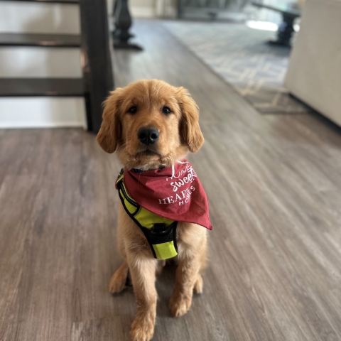 Golden retriever puppy sitting on wooden floor in cozy home interior
